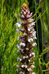Satyrium rhynchanthum