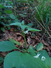 Solanum nigrum