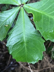 Pseudopanax lessonii