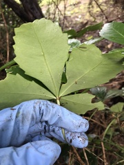 Pseudopanax lessonii