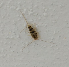 Thermobia domestica