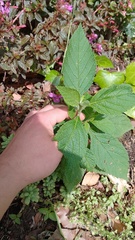 Varronia cylindrostachya