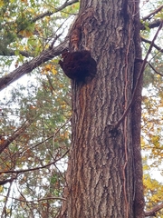 Inonotus