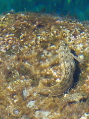 Parablennius sanguinolentus