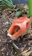Clathrus columnatus