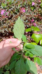 Varronia cylindrostachya