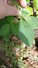 Varronia cylindrostachya