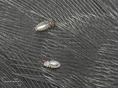 Phthiraptera
