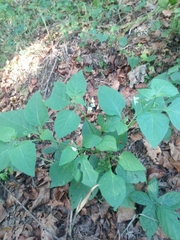 Solanum nigrum