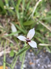 Sisyrinchium micranthum