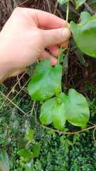 Muehlenbeckia tamnifolia