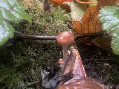 Psilocybe cyanescens