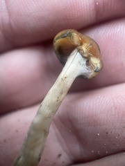 Psilocybe cyanescens