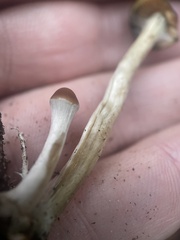 Psilocybe cyanescens