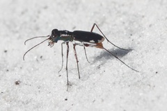 Cicindela scabrosa