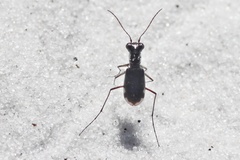 Cicindela scabrosa
