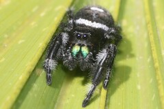 Phidippus regius