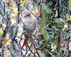 Cranioleuca pyrrhophia