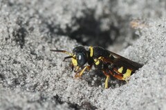 Philanthus ventilabris