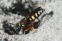 Philanthus ventilabris