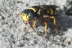 Philanthus ventilabris