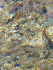 Parablennius sanguinolentus