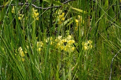 Pterygodium acutifolium
