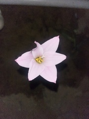 Zephyranthes