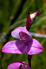 Disa racemosa