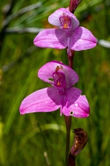 Disa racemosa
