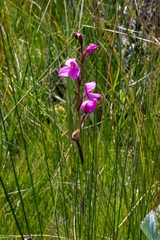 Disa racemosa