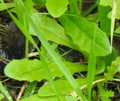 Leontodon longirostris