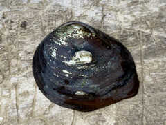 Obliquaria reflexa