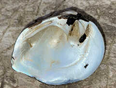 Obliquaria reflexa