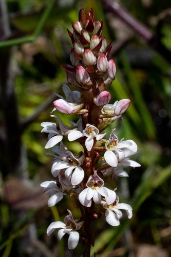 Image of Stickytip Satyre (Satyrium rhynchanthum) by (c) magriet b, some rights reserved (CC BY-SA)