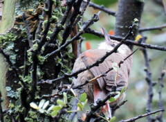 Cranioleuca pyrrhophia