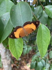 Cupha prosope