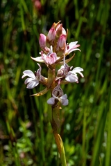 Satyrium rhynchanthum