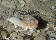 Maxillicosta scabriceps