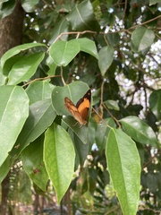 Cupha prosope