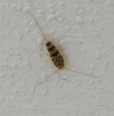 Thermobia domestica