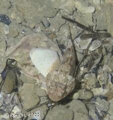 Maxillicosta scabriceps