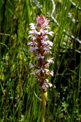 Satyrium rhynchanthum
