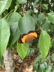 Cupha prosope