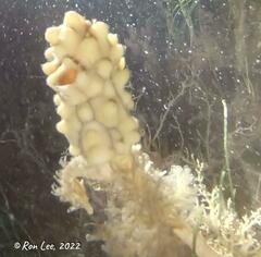 Hippocampus breviceps