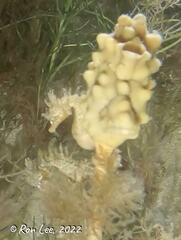 Hippocampus breviceps