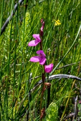 Disa racemosa