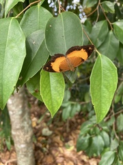 Cupha prosope