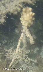 Hippocampus breviceps