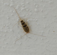 Thermobia domestica